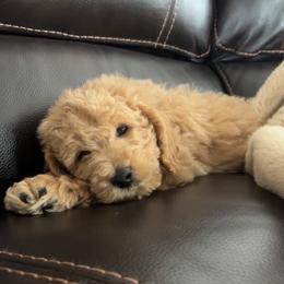 Goldendoodle Puppies from Mini Goldendoodles of New England