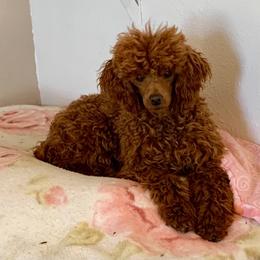 Poodle Puppies from Top Shelf Toy Dogs