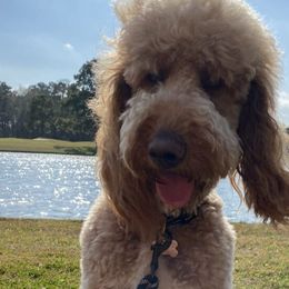 Goldendoodles and Poodles from Prime Doodles