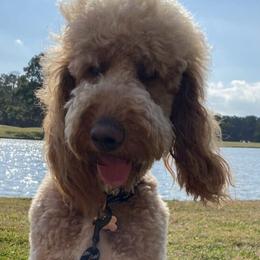 Goldendoodles and Poodles from Prime Doodles
