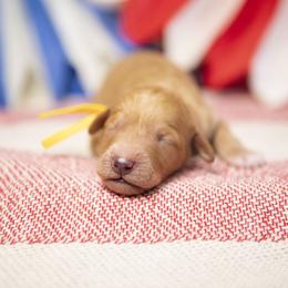 Julibee - Apricot female Goldendoodle puppy in Seffner, Florida from Gold Diamond Pup