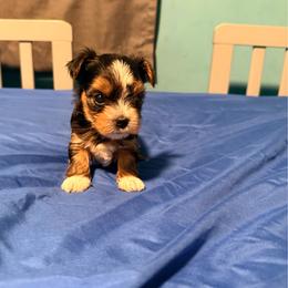Large stripe - Black and tan male Yorkshire Terrier puppy in Boone, North Carolina from Coffeycup Yorkies