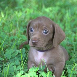 Selena - Chocolate female Dachshund puppy in Griffin, Georgia from Always Trippin' Doxie Life