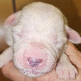 OFA Health Tested LIME - White female Great Pyrenees puppy in Lynchburg, Tennessee from Flashlight Farmers AKC Great Pyrenees