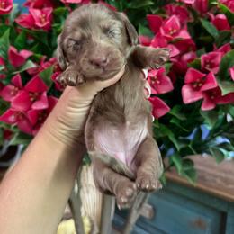 Poppy - Dapple female Dachshund puppy in Harold, Kentucky from Taylors Tiny Tails