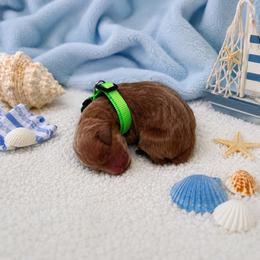 F1B Goldendoodle Bolt - Red  male Goldendoodle puppy in Redding, California from Casa Delarosa Collective Poodles & Doodles