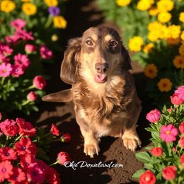 Buttercup - Dachshund