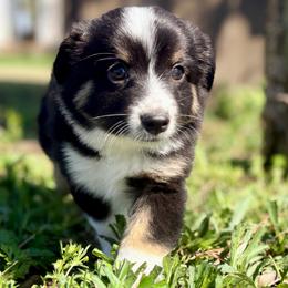 Oliver (AKC and ASDR) - Black tri male Miniature American Shepherd puppy in Stockton, Missouri from Kizmit Farmz