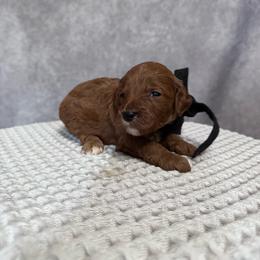 Boy 2 Pick- Med. Goldendoodle - Red  male Goldendoodle puppy in Piedmont, South Carolina from The Farm at Saluda Ridge