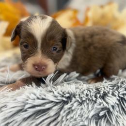Milo - Red merle male Toy Australian Shepherd puppy in Ambrose, Georgia from Brandilyn's Aussies