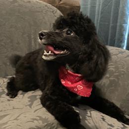 Periwinkle - Poodle