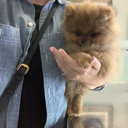 Pomeranian Puppies from Halo Poms