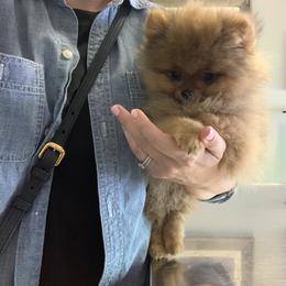 Pomeranian Puppies from Halo Poms