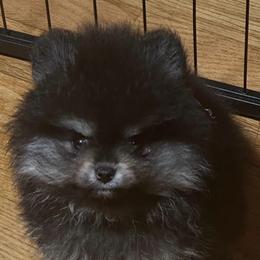 Teddy - Black male Pomeranian puppy in Kansas City, Missouri from S&K Pomeranians