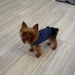 Yorkshire Terriers from Royal Yorkies