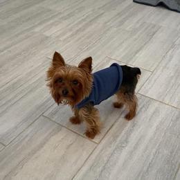 Yorkshire Terriers from Royal Yorkies