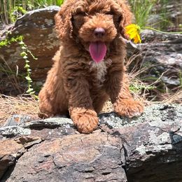 Australian Labradoodle Puppies from Mount Harmony Labradoodles