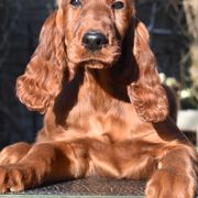 Irish Setters from Avon Farm