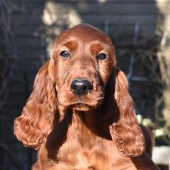 Irish Setters from Avon Farm