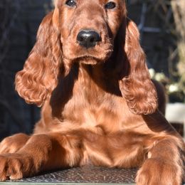 Irish Setters from Avon Farm