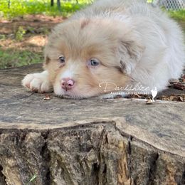 Australian Shepherd Puppies from Davishire Australian Shepherds