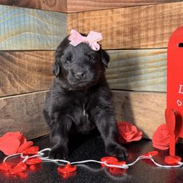 Rosemary - Black female Newfoundland puppy in Tully, New York from Bear Paw Newfoundlands
