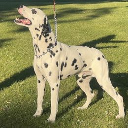 Outlaw - Dalmatian puppy from Dynasty Paws