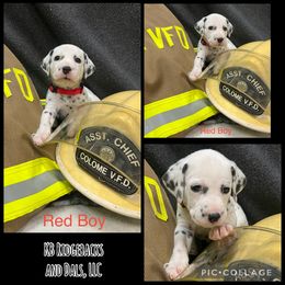 Red Boy - White and black male Dalmatian puppy in Colome, South Dakota from KB Ridgebacks and Dals, LLC