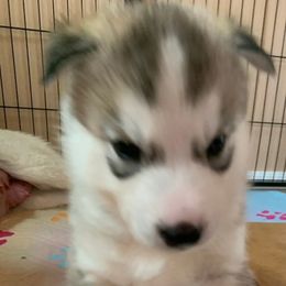 Siberian Husky Puppies from Canace Siberians
