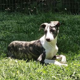 Hickory - Black brindle Whippet puppy in Lenoir City, Tennessee from Equiss Whippets