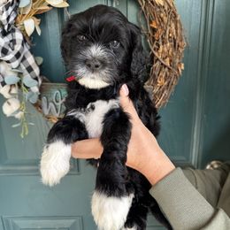 Red Girl - Black and white female Portuguese Water Dog puppy in Liberty Lake, Washington from Lakehouse Porties