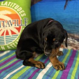 Bonnie - Black and rust female Doberman Pinscher puppy in Aredale, Iowa from Royal Dynasty Dobermann Kennel