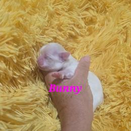 Bunny - Gold and white female Shih Tzu puppy in Molino, Florida from 1st Passion Shih Tzus