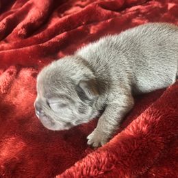 French Bulldog and Newfoundland Puppies from Haywire Frenchies & Newfoundland’s