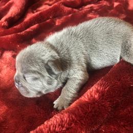 French Bulldog and Newfoundland Puppies from Haywire Frenchies & Newfoundland’s