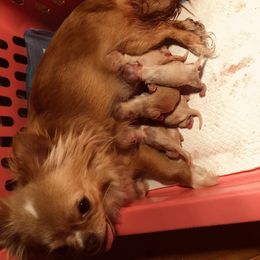 Chihuahua Puppies from Home Grown Chihuahuas From Iowa