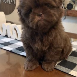 Shih Tzu Puppies from Socal Mother Of Shih Tzus