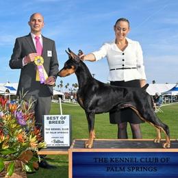 Ribbon - Doberman Pinscher