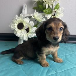 Maddie - Cream female Dachshund puppy in Gilbertsville, Kentucky from DeLaunes Dachshunds