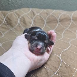 Hershey - Black and tan female Pembroke Welsh Corgi puppy in Washington from Castle View Royal Rumps