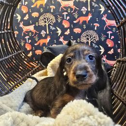 D - Wild boar male Dachshund puppy in Willard, Utah from Simply Sharing Love