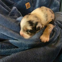 Girl 3 - Blue merle female Australian Shepherd puppy in Big Lake, Minnesota from Ninerpacker Aussies