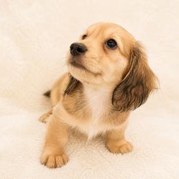 Sargent - Cream male Dachshund puppy in Statesville, North Carolina from Lakeside Dachshunds
