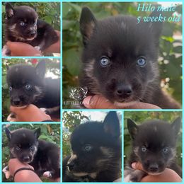 Hilo - Black and white male Pomsky puppy in Riverside, California from LittleLoyalzLLC