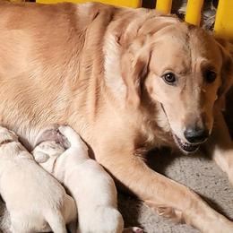 1st pick of the boys - Light golden male Golden Retriever puppy in Fithian, Illinois from LOMAH Retrievers