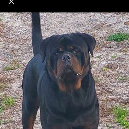 Tank - Rottweiler