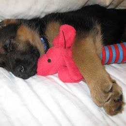 German Shepherd Puppies from sharon Minerd