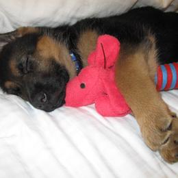 German Shepherd Puppies from sharon Minerd