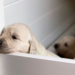 Golden Retriever Puppies from Glenmac Goldens