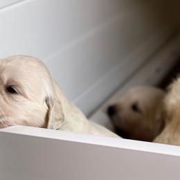 Golden Retriever Puppies from Glenmac Goldens